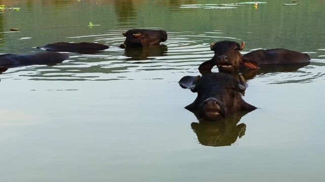 A group of water buffaloes relax in a calm pond while cooling their bodies and chewing vegetation in a peaceful rural setting