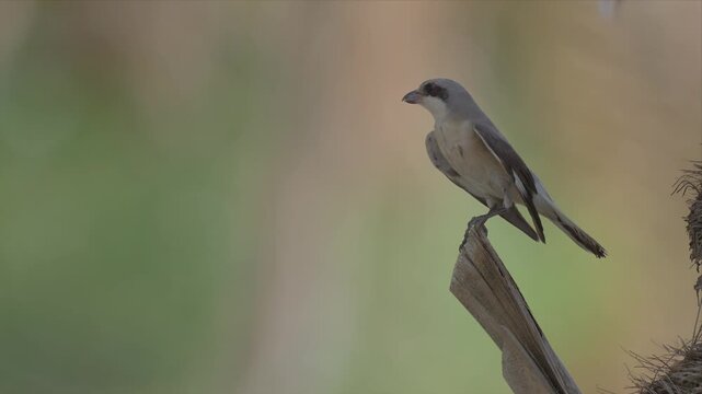 A shrike perches on the sharp tip of a dry palm frond and calls with its hooked bill open, framed against a soft green and gold background.
