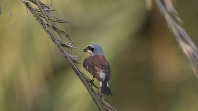 A male red-backed shrike (Lanius collurio) with blue-grey crown, black mask and chestnut back grips a diagonal dry palm frond during autumn migration.
