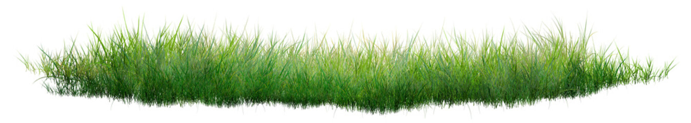 Fototapeta premium green grass background/Sharp green grass isolated on a clean white background, ideal for nature, gardening, landscape, and design projects.