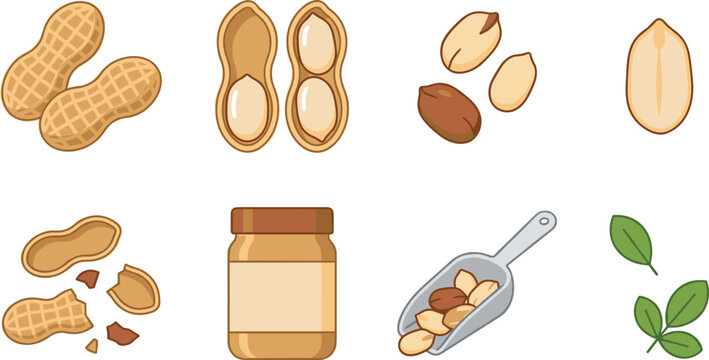 Peanut vector icons set featuring peanut butter jar whole unshelled nuts cracked shells scoop and green leaves.