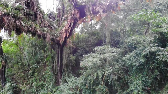 Drone rise-up shot through dense Yungas cloud forest vegetation in Salta Argentina. Lush subtropical rainforest with towering trees, ferns and rich biodiversity in the Andean foothills.