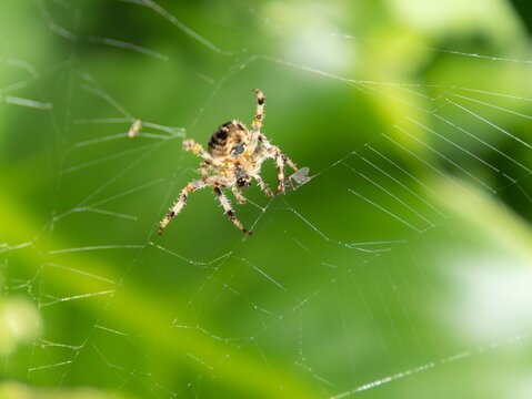 Spider rests on its intricate web, suspended in midair