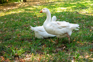 Two domestic white geese resting and walking across a sunny green grass field on a rural farm © Dorota