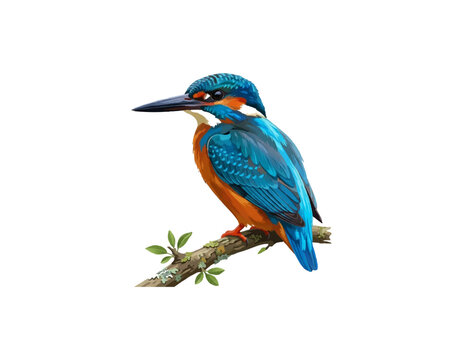 kingfisher