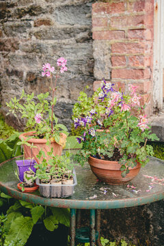 Rustic metal garden table with terracotta pots holding aquilegia and campion flowers, plus a tray of seedlings in biodegradable pots, against an old stone wall, cottage-like feel