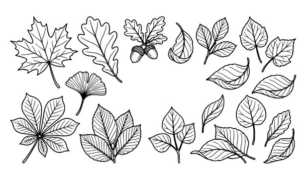 Thanksgiving autumn leaf outline botanical hand drawn vector graphics collection