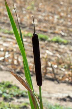 Cattail plant growing in a dry field