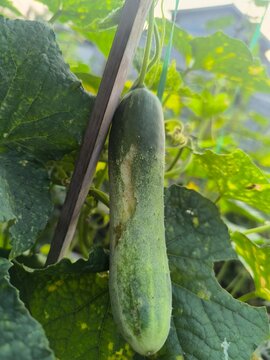 cucumber on the vine cucumber eaten by a caterpillar