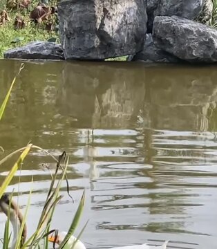 ducks in the pond