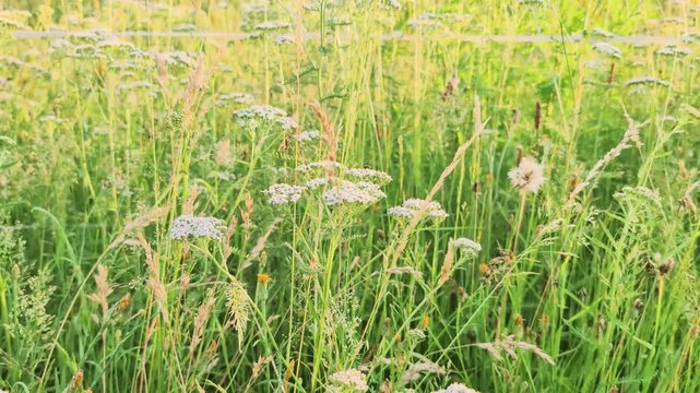 Colorful wildflowers grow in a field during springtime in an open green landscape