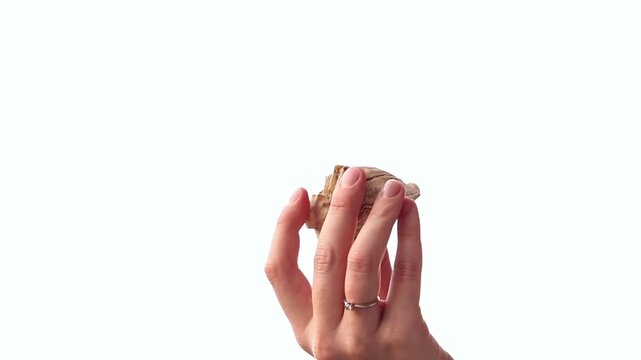 Close-up of hand showing ocean shell. Large textured seashell in hand on isolated white background. Symbol of summer, sea memories and natural beauty. Looking at seashell