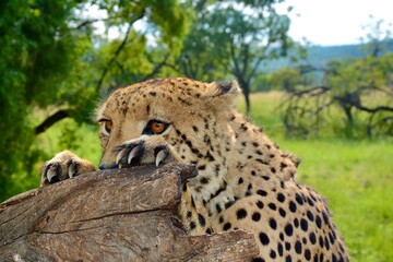 Alert Cheetah with spotted coat and intense amber eyes and Claws Extended, South Africa © Sean