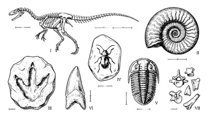 Hand drawn prehistoric fossil collection with dinosaur skeleton ammonite footprint insect and trilobite vector © Majadur