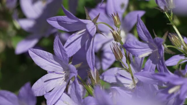Bellflowers purple summer flowers blooming in a vibrant garden meadow under soft natural light, highlighting springtime beauty and organic botanical growth patterns