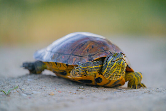 Pond slider turtle walking on ground outdoors