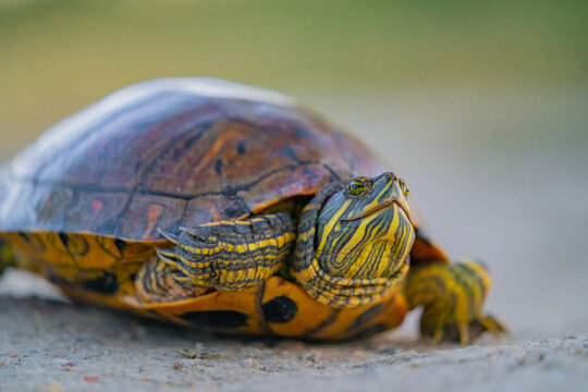 Pond slider turtle walking on ground outdoors