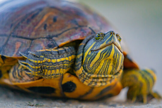 Pond slider turtle walking on ground outdoors