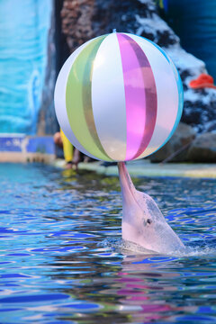 Amazon river dolphin or Boto Pink dolphin
