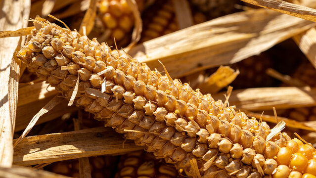 Upcycling agricultural waste into biogas and organic fertilizer from pomace and husk