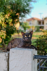 Black cat © Been