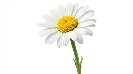 Fototapeta premium Single Realistic Daisy Flower On Isolated White Background