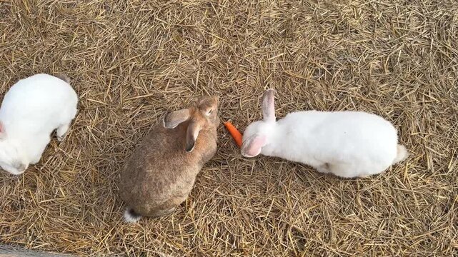 Three rabbits of different colors are peacefully eating carrots while sitting on hay, viewed from above.