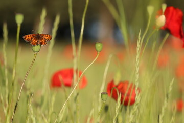 una farfalla melitaea su un fiore in primavera © Simona