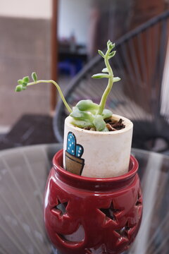 a succulent plant belonging to the stonecrop family (Crassulaceae), most likely a species of Pachyphytum (such as Pachyphytum compactum or a hybrid like Pachyveria / Graptopetalum), or a type of Sedum