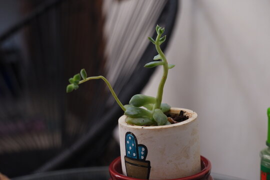 a succulent plant belonging to the stonecrop family (Crassulaceae), most likely a species of Pachyphytum (such as Pachyphytum compactum or a hybrid like Pachyveria / Graptopetalum), or a type of Sedum