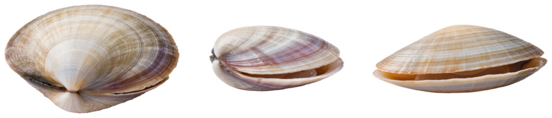 Three clams isolated on transparent background © Phuong