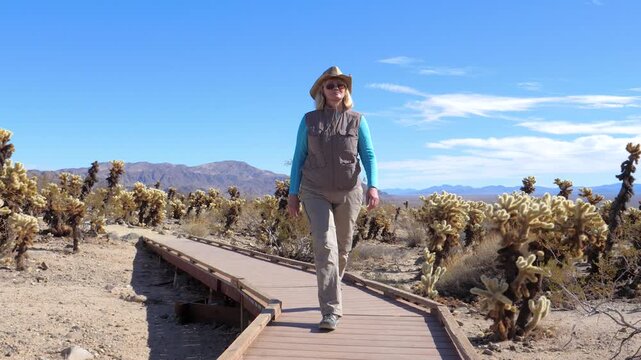 Mature woman wearing a hat and hiking gear confidently walking on wooden boardwalk through cholla cactus garden in joshua tree national park, california, under a clear blue desert sky