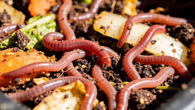 Worms composting agricultural waste to create organic fertilizer for circular economy