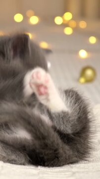 Active grey kitten playing with Christmas ornament, shaking paws. Playful Fluffy domestic cat playful activity backdrop. Christmas pet lifestyle content. Cozy winter holiday blogging