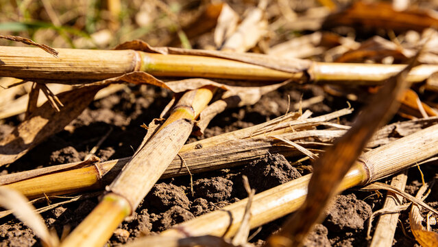Using agricultural waste to create biogas and organic fertilizer for sustainable farming