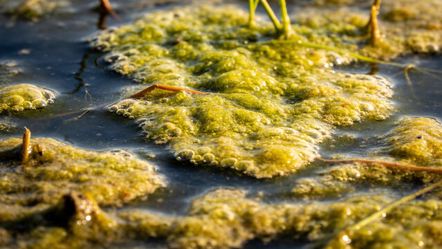 Closeup view of agricultural waste in a pond showcasing biogas and organic fertilizer potential