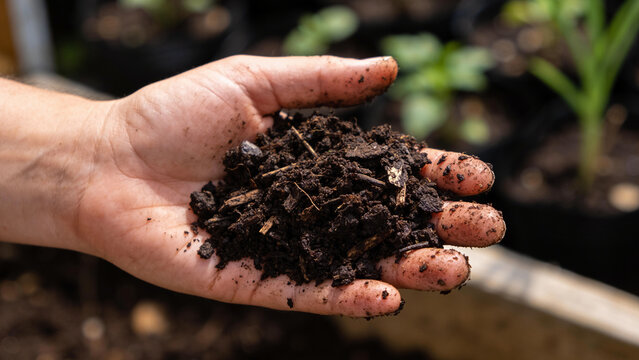 Hand holds dark organic fertilizer from agricultural waste in closeup view