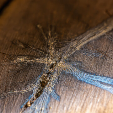 Macro photograph of bark beetle gallery channels across inner sapwood, showing dendritic tunnel pattern, powdery residue, and blue fungal staining in soft side light