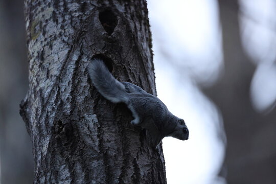 A rare glimpse of the flying squirrel Pteromys volans  in the last evening light Finnland