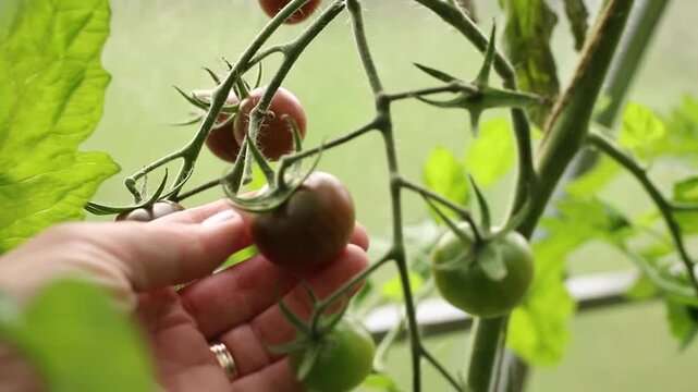 Close-up of a person's hand picking delicious black cherry tomatoes in a greenhouse.
