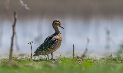 Obraz premium A Garganey (Spatula querquedula) resting on the shore of the wetland in the Tigris Valley, Diyarbakır. This bird is a species found across almost the entire globe, inhabiting the continents of Asia, E