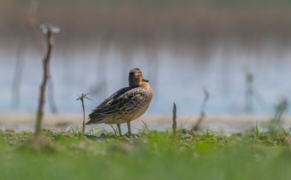 A Garganey (Spatula querquedula) resting on the shore of the wetland in the Tigris Valley, Diyarbakır. This bird is a species found across almost the entire globe, inhabiting the continents of Asia, E