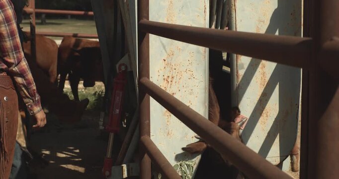 Ranch worker walks along cattle confined in a metal handling chute in Texas, capturing everyday livestock management and hands-on agricultural work.