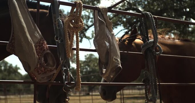 Brown horse biting and chewing a rope hanging from a metal fence inside an outdoor paddock. Several pieces of horse tack hang nearby within the fenced ranch area.