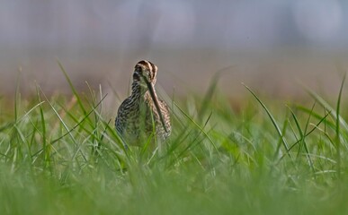 A close-up view of a Common Snipe (Gallinago gallinago) resting and camouflaging among the green grass on the shore of the wetland in the Tigris Valley, Diyarbakir, Turkey. This migratory shorebird is