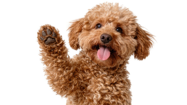 Fluffy brown poodle dog waving paw, isolated on transparent background