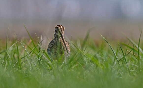 A close-up view of a Common Snipe (Gallinago gallinago) resting and camouflaging among the green grass on the shore of the wetland in the Tigris Valley, Diyarbakir, Turkey. This migratory shorebird is