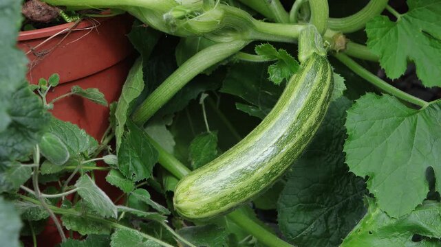 A Courgette fruit on the in early Autumn.