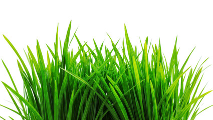Fototapeta premium Lush green grass blades vibrant and fresh, isolated on transparent background
