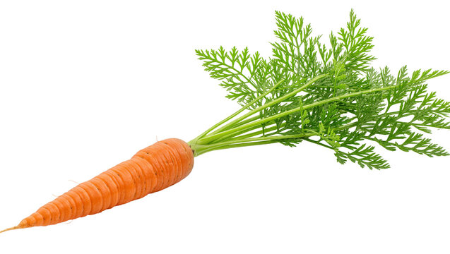 Fresh orange carrot with green feathery leaves, isolated on transparent background